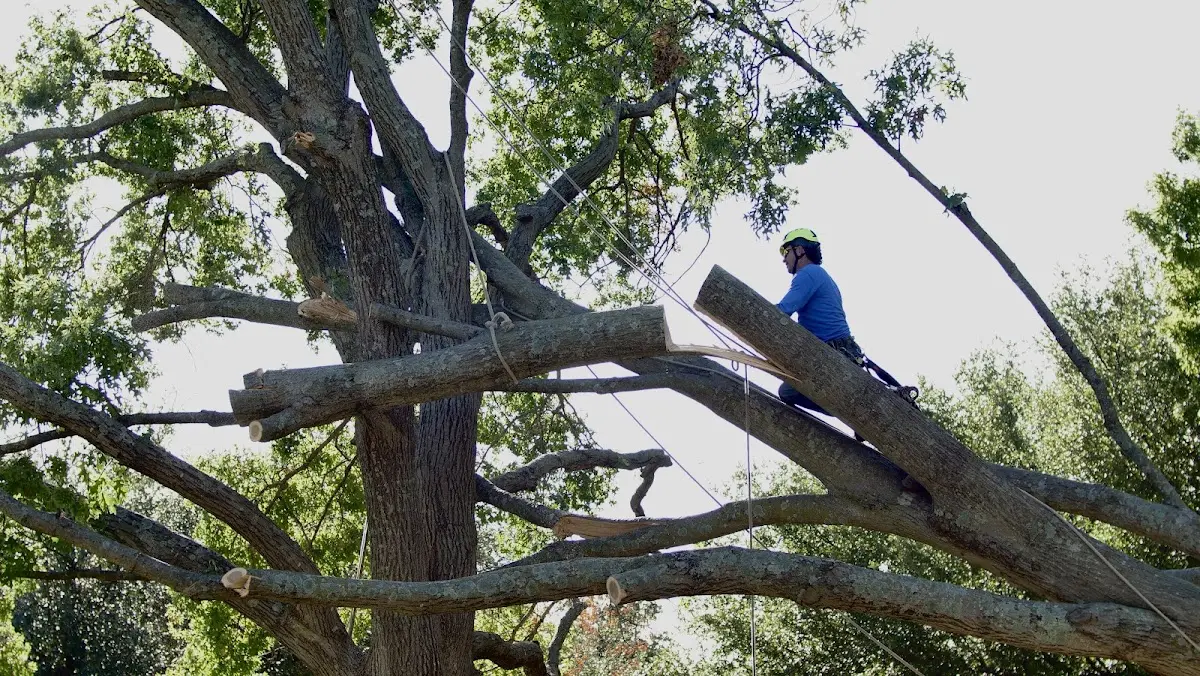 Professional Crown Thinning performed by certified arborists in Wiley Ford